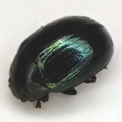 Phaedon cochleariae Phaedon cochleariae